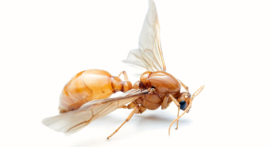 What’s Up with Flying Ants?
