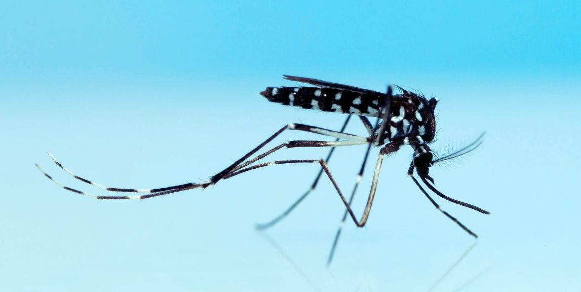 Mosquito Repellent: Ancient Wisdom Meets Modern Science