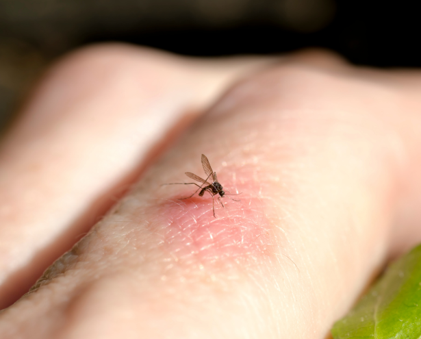 Why Finding the Right Mosquito Control Company Matters More Than You Think