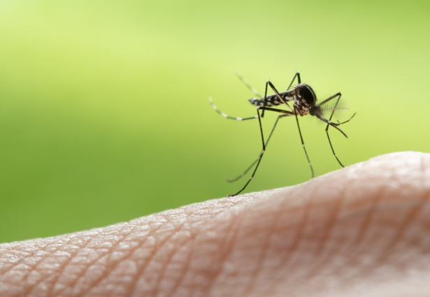 What Should I Consider When Looking For Mosquito Control Companies Near Me?