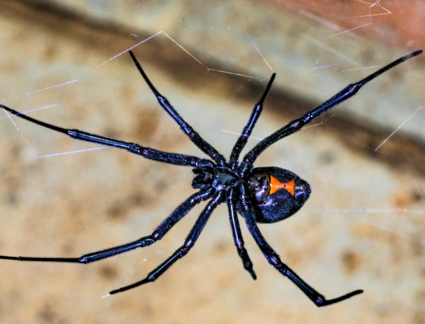 It’s Time to Say Good Riddance to Spiders with Our Brookfield, WI Spider Control Solutions!
