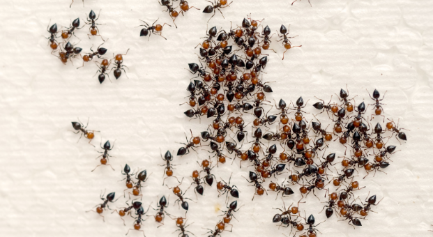 Why the Ants in Commack Are Obsessed With Your Kitchen (And How to Make Them Hate It)