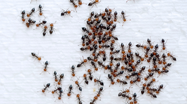 How Effective is Ant Control?