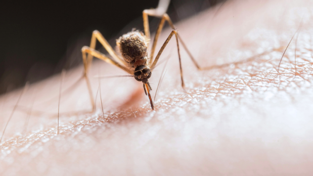 When Should I Start Treating for Mosquitoes?