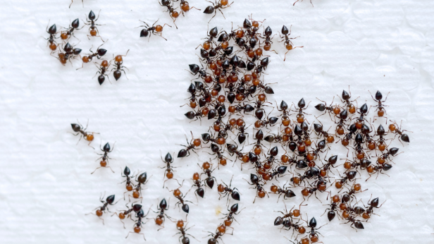 Fire Ant Control Solutions in Buggs Island