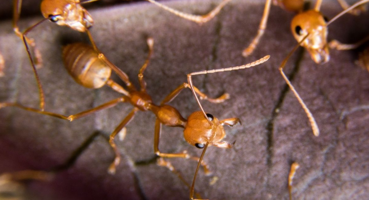 Las Cruces Pest Control: Home Shield vs. Complete Home & Yard