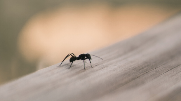 How Do Ants Keep Entering My Home?