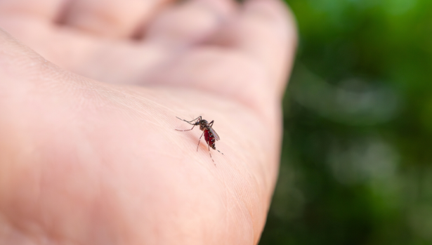 Mosquito Control in Virginia Beach, VA