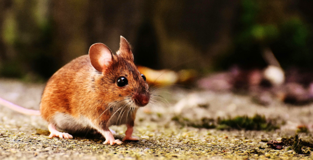 brown mouse outside by forest