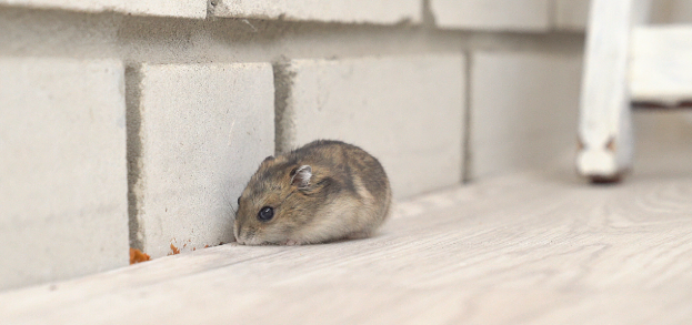 Pest & Rodent Control in Boston Metro South