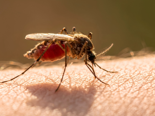 What to Expect During Your First Mosquito Spray of the Season