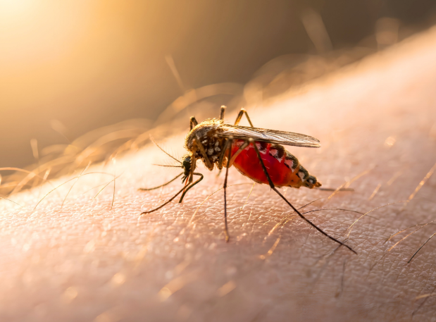 When Does Mosquito Season Start in Colorado?