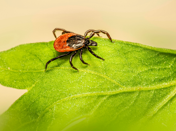 Tick Habitat Zones in Your Spotsylvania Yard
