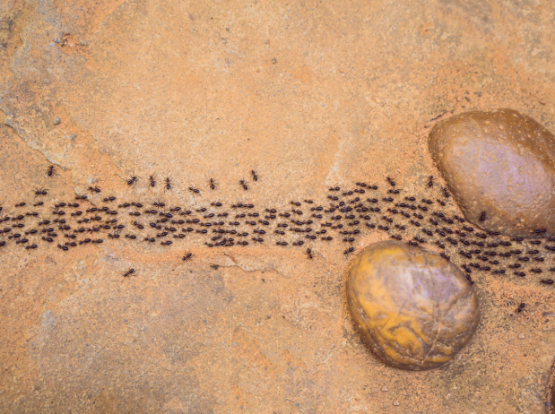 What to Expect After an Ant Control Treatment