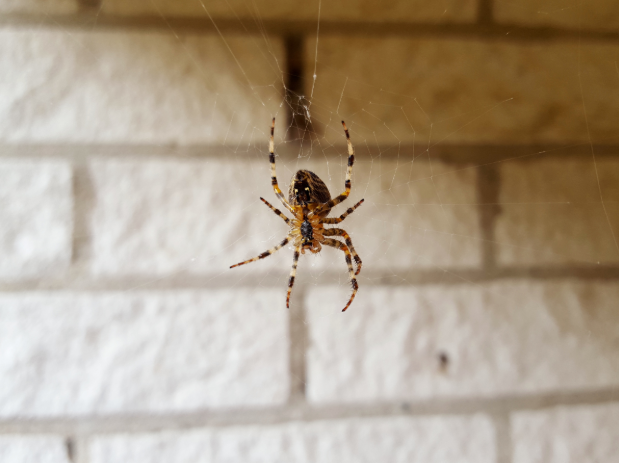 Spider Hotspots Outside Your Tuckahoe, VA Home