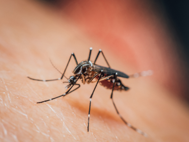 What Attracts Mosquitoes to My Yard in Loveland, CO?