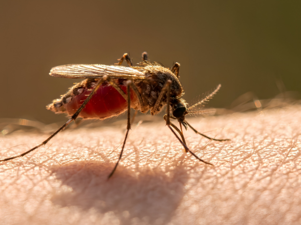 What Affects Mosquito Activity in El Monte, CA?