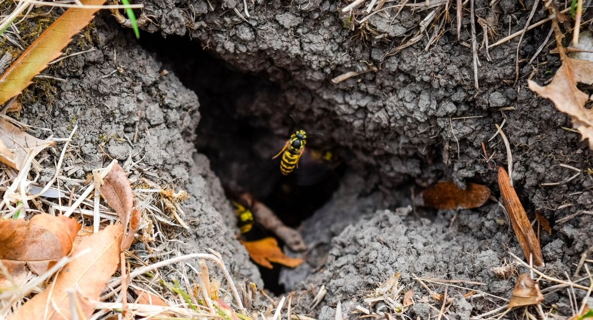 Do Ground Wasps Sting? What You Should Know About Wasps & Hornets