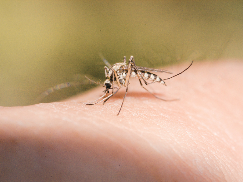 Why Do I Still Have Mosquitoes Even After Spraying?