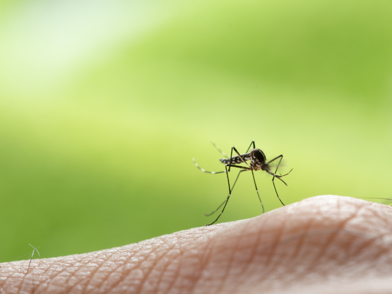 Tips for Long-Term Mosquito Prevention