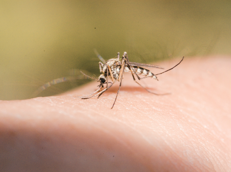 Schaumburg Mosquito Control Designed for Your Lifestyle