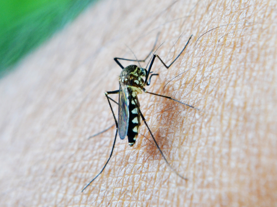 Mosquitoes are Near, Here's How to Prepare