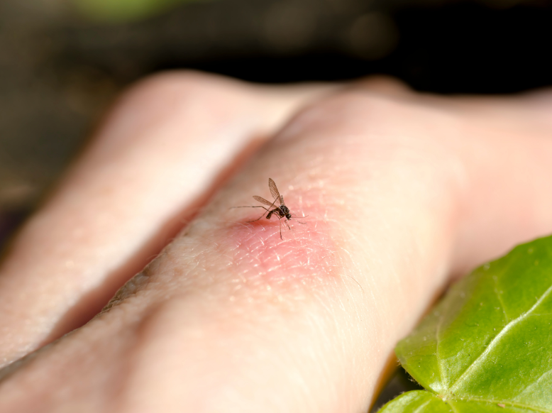 Why Am I Still Seeing Mosquitoes After Spraying?