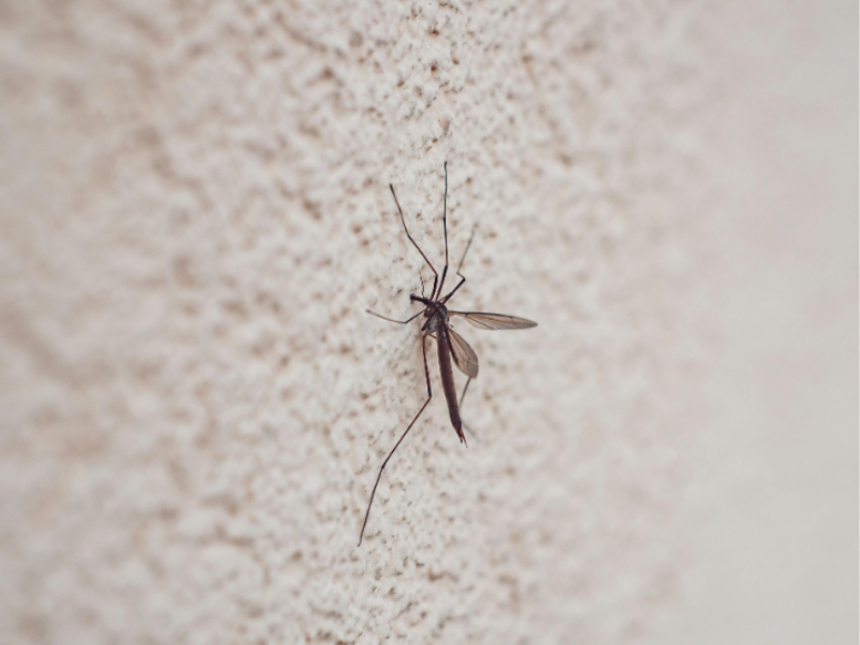 What Are the Most Common Pests in Pasadena?