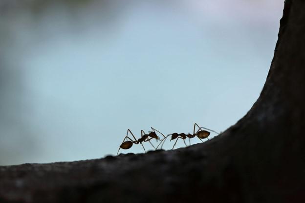 Deal with the Ants in Your Pants with South Hill, VA Ant Control Solutions from Mosquito Squad!