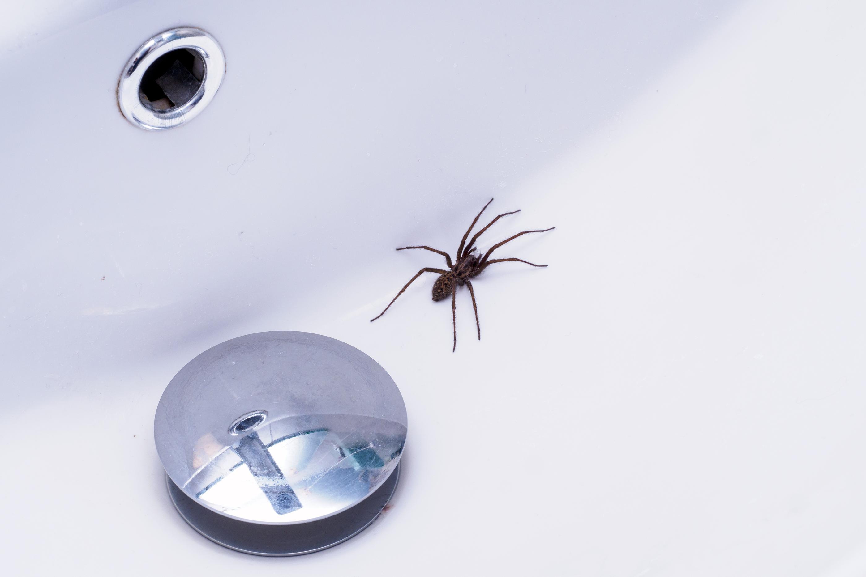 Signs of Spider Infestations in Homes