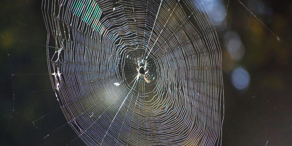 Closeup of spider web.