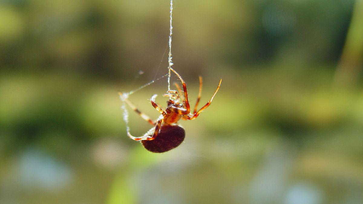 Along Came a Spider? Never Fear!