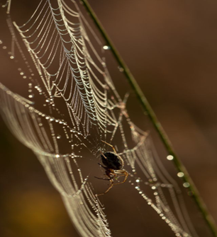 Spider Control in Massachusetts