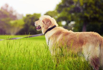 a photo of a dog