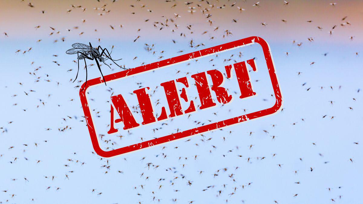 Mosquito Alert STL, Join the Swat Team