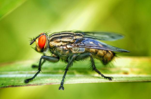 Frequently Asked Questions About Merton, WI Fly Control