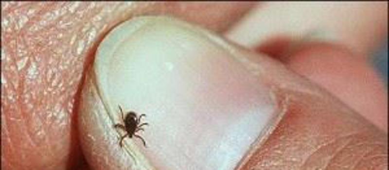 What Types of Ticks Can Be Found In and Around Greenville?
