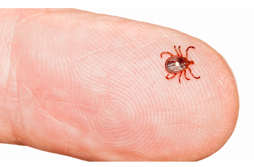 When Should You Apply Rome Tick Control?