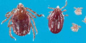 tick floating 