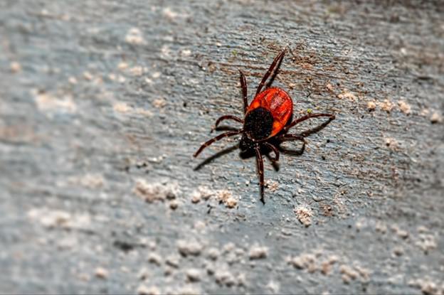 Garland, TX Pest Control for Mosquitoes, Ticks, and More