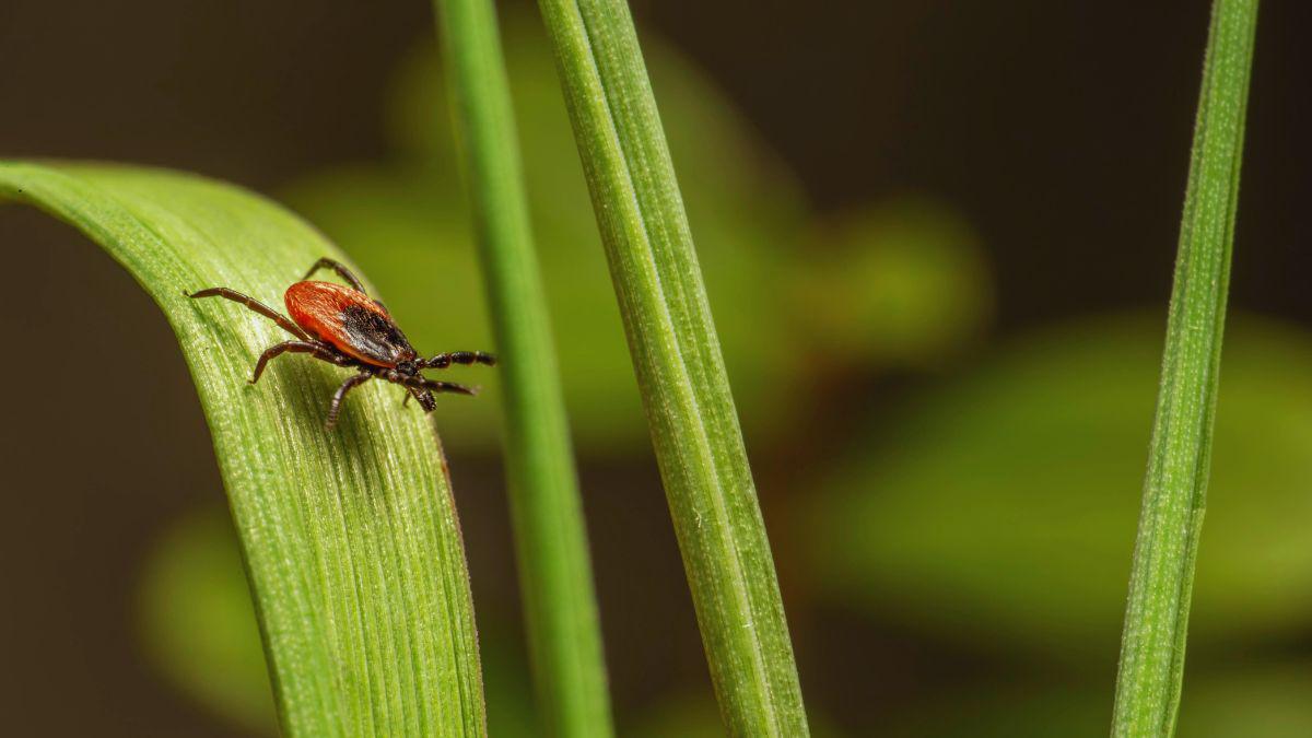 Why Hire Tick Control Services in Autumn?