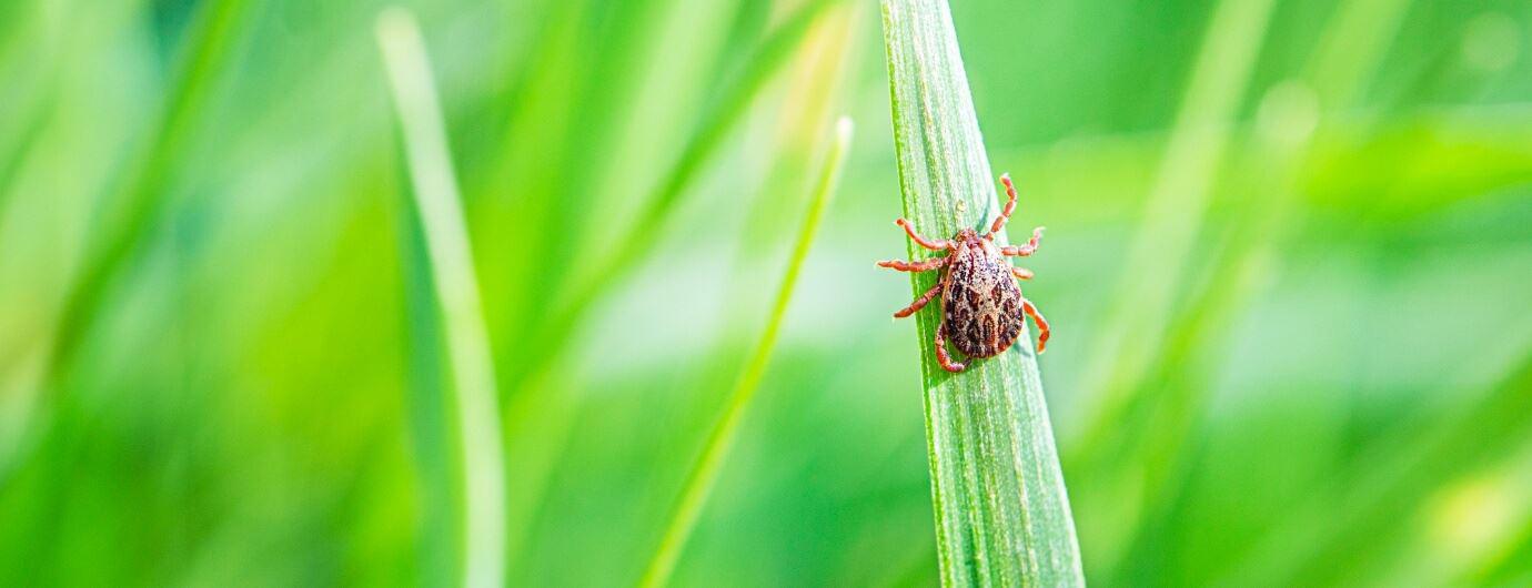 tick climbing on blade of grass