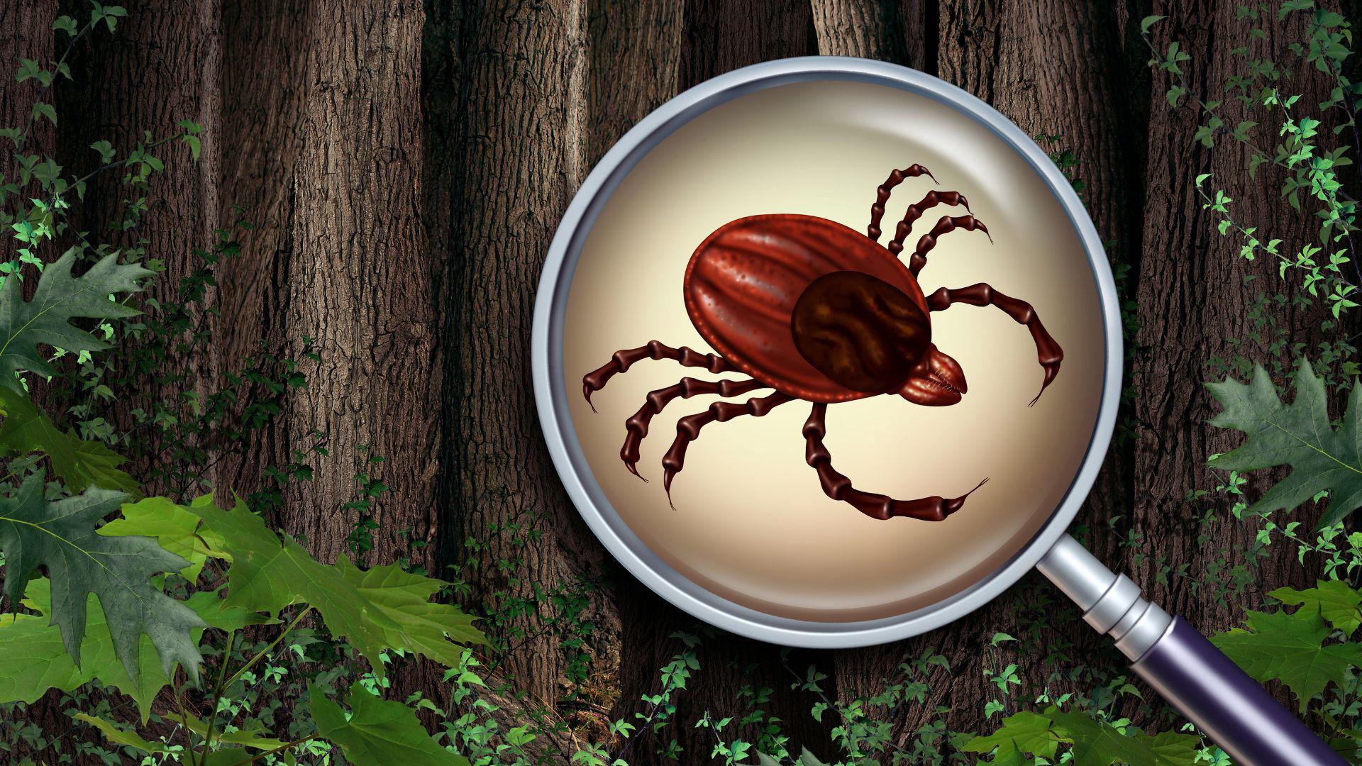 Ticks in Old Hickory TN: Why They’re Thriving and How to Fight Back