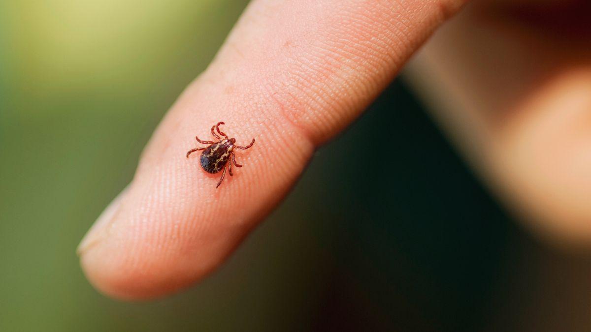 3 Reasons You Should Treat Ticks in Autumn