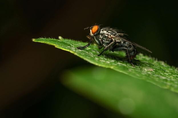 Understanding Your Mukwonago Fly Control Options