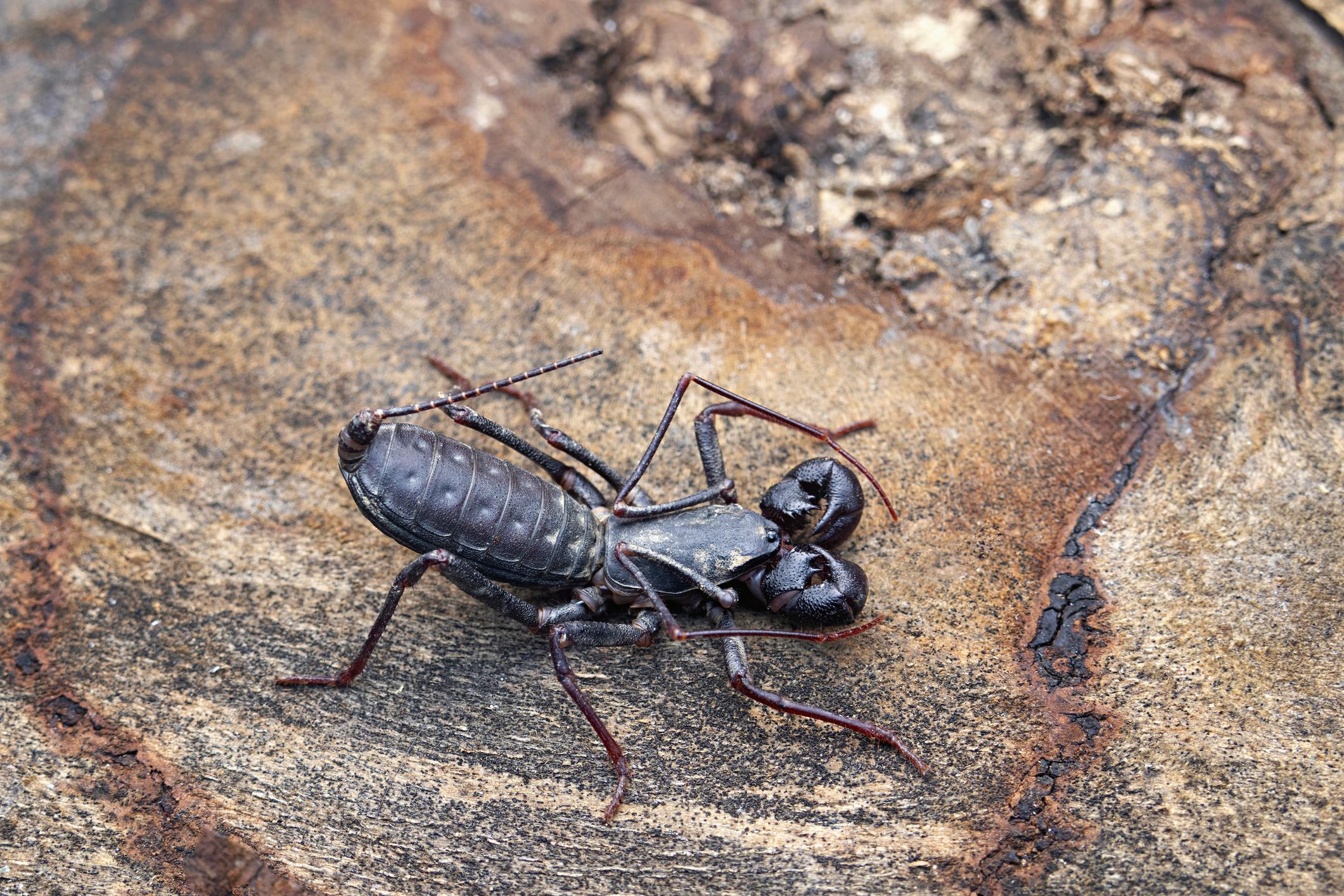 What are Vinegaroons? All About These Creepy Arachnids