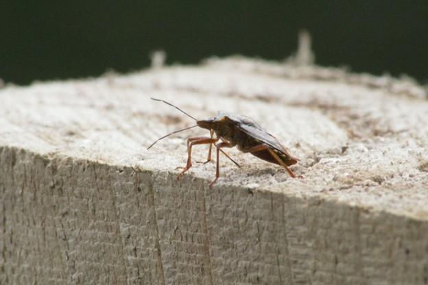 Your Guide to Mosquito Squad's Waukesha County Cockroach Control Services