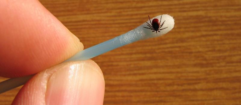 CT Ticks – Types of Ticks in CT
