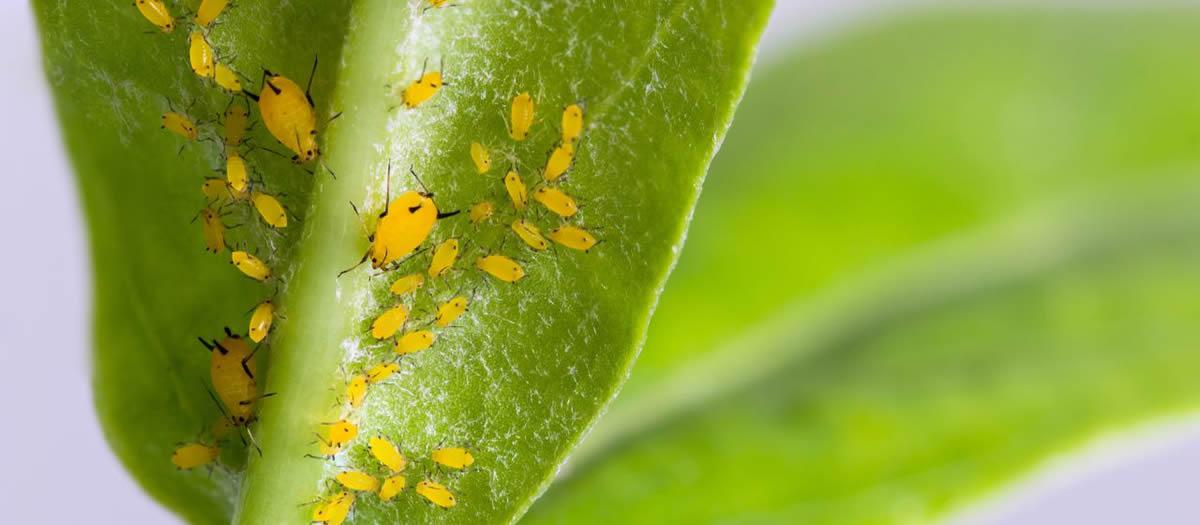 What Is The Most Harmful Pest?