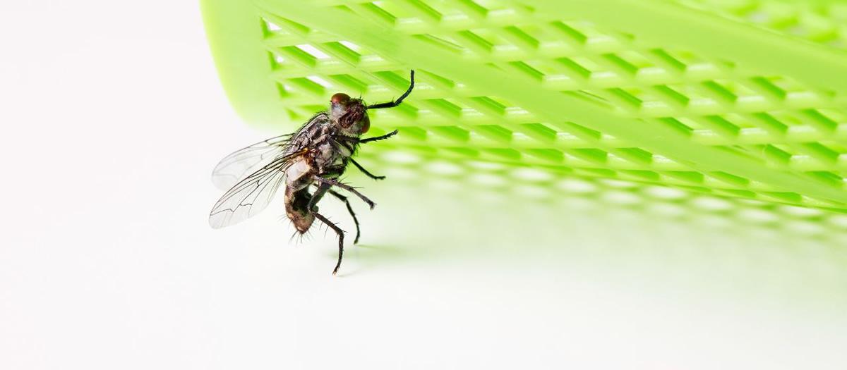 What Keeps Flies Away From My Patio?